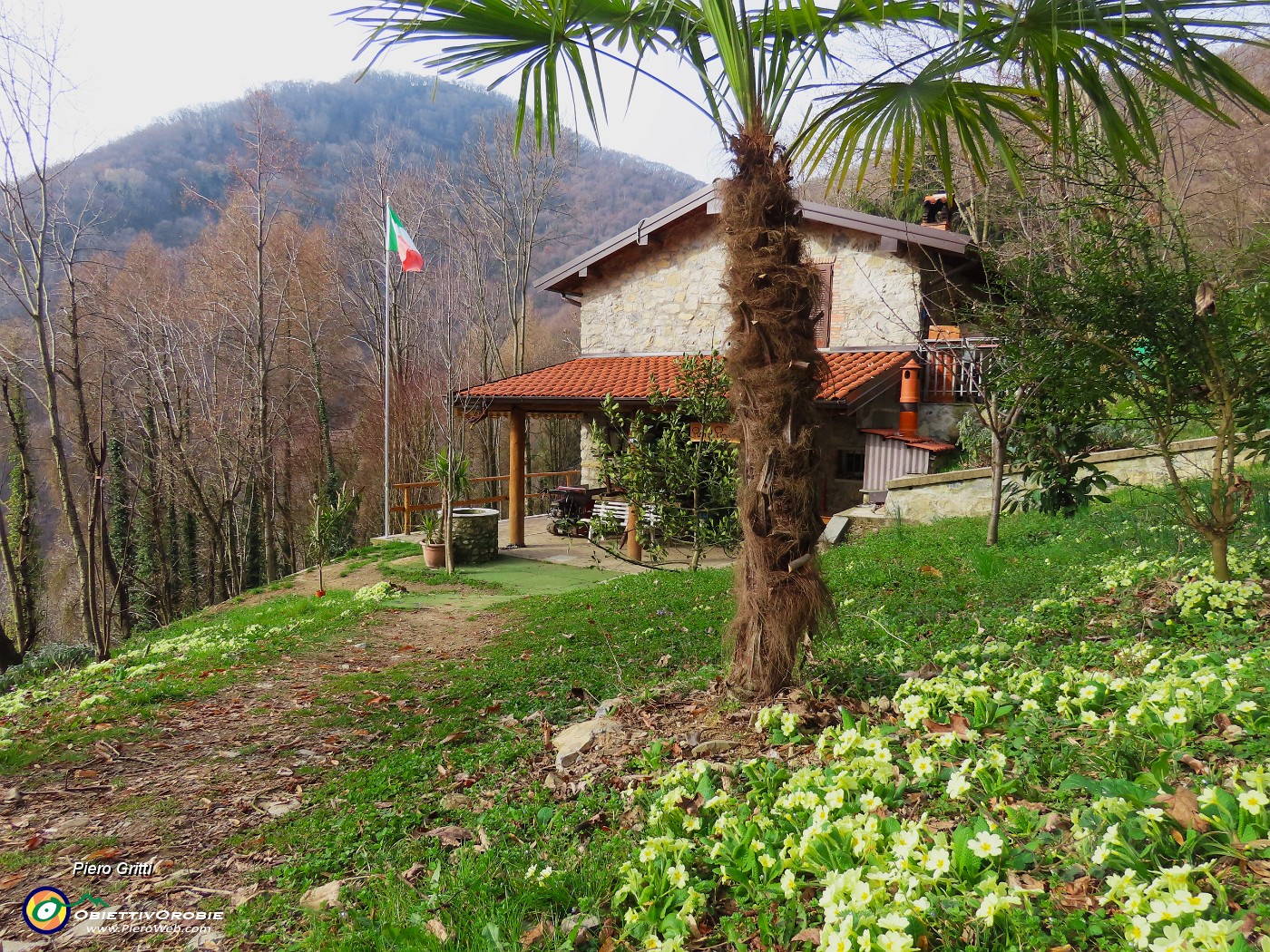 19 Primula vulgaris-Primule in fiore.JPG